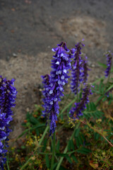 Vicia villosa flower, known as the hairy vetch, fodder vetch or winter vetch
