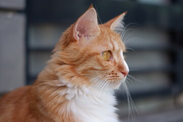 Closed up of a ginger -white domestic cat