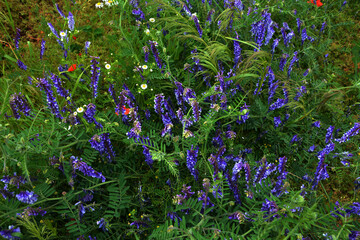 Vicia villosa flower, known as the hairy vetch, fodder vetch or winter vetch