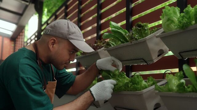 Happy man growing and take care vegetables in a vertical garden on his apartment balcony, an urban lifestyle with homegrown food and sustainable living in limited space. Vertical garden concept.
