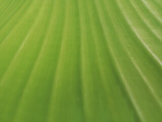 green leaf texture