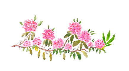 hand drawn watercolor branch of blossoming tree with pink flowers