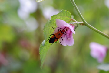 Insect on pink flower. Close-up of red and black bug on blossom. Nature, garden, spring, wildlife,...