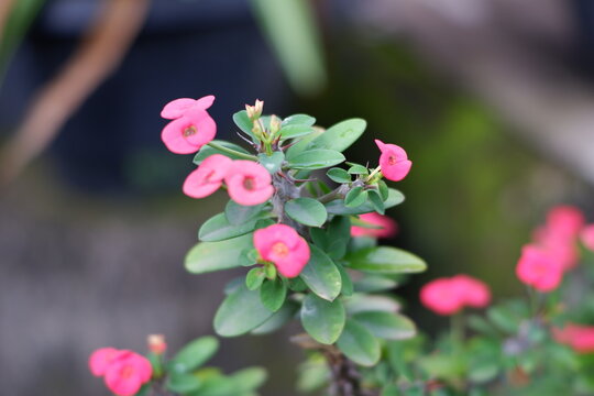 Fototapeta A close-up shot capturing the vibrant pink flowers and lush green foliage of a Crown of Thorns plant (Euphorbia milii). Perfect for themes related to gardening, botany, home decor, or tropical flora. 