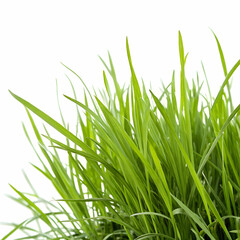 A realistic clump of green grass isolated on a white background, perfect for nature-themed compositions, landscaping visuals, or eco-friendly designs.