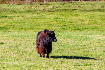 Domestic yak, the domesticated form of wild yak on a pasture near Vilgertshofen in Germany on a...
