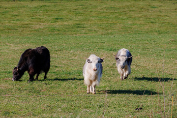 Domestic yak, the domesticated form of wild yak on a pasture near Vilgertshofen in Germany on a...