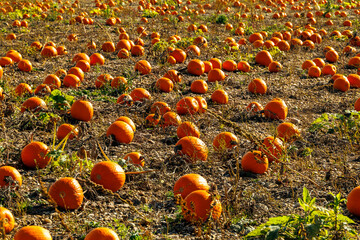 A field full of orange-yellow ripe Halloween lantern pumpkins on a sunny fall day with blue sky and light clouds in Neufahrn near Munich