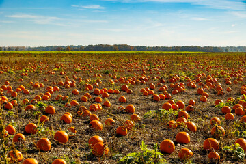 A field full of orange-yellow ripe Halloween lantern pumpkins on a sunny fall day with blue sky and light clouds in Neufahrn near Munich