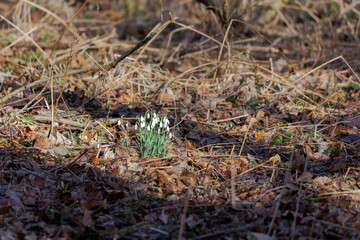 The first snowdrops bloom in February at a stream in Siebenbrunn