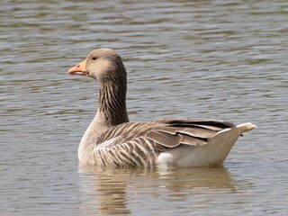 Beautiful and colorful goose gees swimming in the calm waters of the lake, graylag goose in water autumn sunset foliage backdrop. Taiga bean goose in a pond.