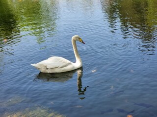 swan swimming in the pond
