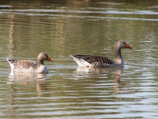 Beautiful and colorful goose gees swimming in the calm waters of the lake, graylag goose in water autumn sunset foliage backdrop. Taiga bean goose in a pond.