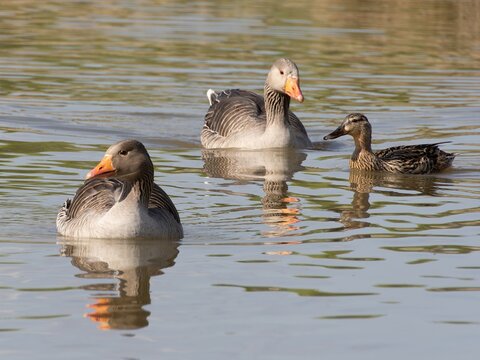 Beautiful and colorful goose gees swimming in the calm waters of the lake, graylag goose in water autumn sunset foliage backdrop. Taiga bean goose in a pond.