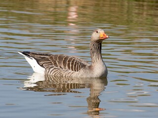 Beautiful and colorful goose gees swimming in the calm waters of the lake, graylag goose in water autumn sunset foliage backdrop. Taiga bean goose in a pond.