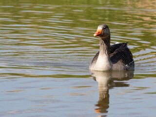 Beautiful and colorful goose gees swimming in the calm waters of the lake, graylag goose in water autumn sunset foliage backdrop. Taiga bean goose in a pond.