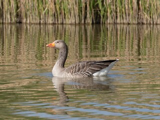 Beautiful and colorful goose gees swimming in the calm waters of the lake, graylag goose in water autumn sunset foliage backdrop. Taiga bean goose in a pond.