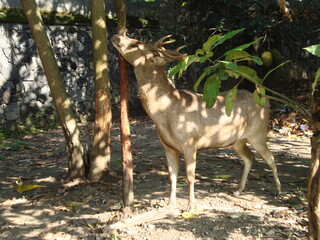 A beautiful deer stands gracefully in a natural park, surrounded by lush greenery and peaceful...