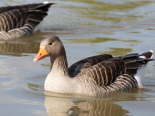 Beautiful and colorful goose gees swimming in the calm waters of the lake, graylag goose in water autumn sunset foliage backdrop. Taiga bean goose in a pond.