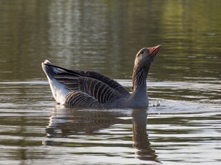 Beautiful and colorful goose gees swimming in the calm waters of the lake, graylag goose in water...