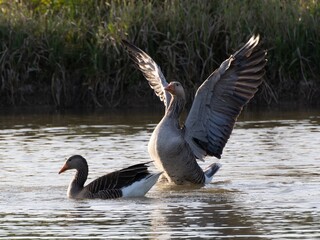 Beautiful and colorful goose gees swimming in the calm waters of the lake, graylag goose in water...