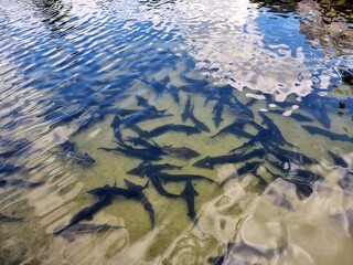 Fish in the pond