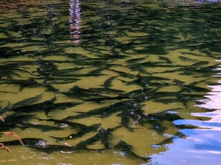 Fish in the pond