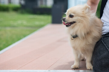 Cute Pomeranian on a walk.