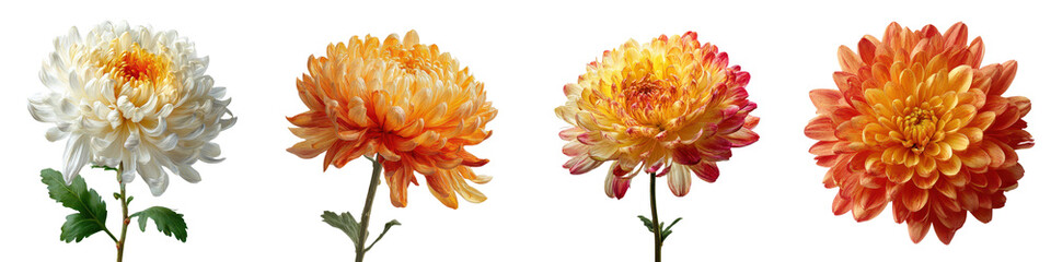 Chrysanthemum Flowers in Warm Tones