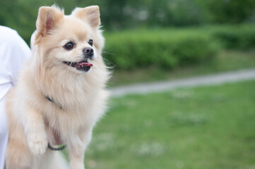 Cute Pomeranian on a walk.