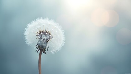 Close-up of a white dandelion seed head against soft blue background