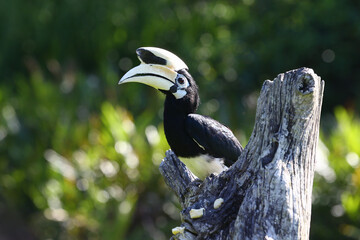 Oriental pied hornbill at wild. © lanolan