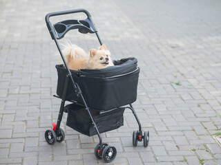 Cute spitz dog in pet stroller outdoors. 