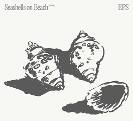 Seashells found on the Beach Discovering Natural Marine Treasures and Beauty in Nature