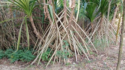 Exposed roots of a group of trees, including pandanus species and mangrove plants, showcasing their distinctive root. Taken during dry season.