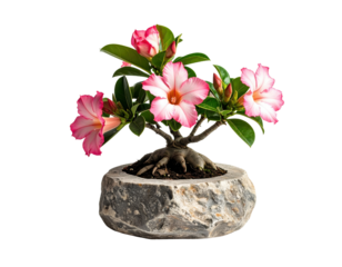 A stunning Desert Rose (Adenium obesum) bonsai, showcasing its vibrant pink blooms and unique thick caudex, is elegantly presented in a natural stone pot.

