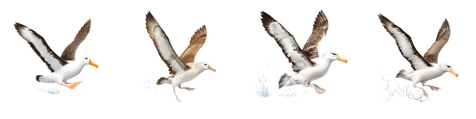 Obraz premium Albatrosses Flying over Water: Majestic Seabirds on White