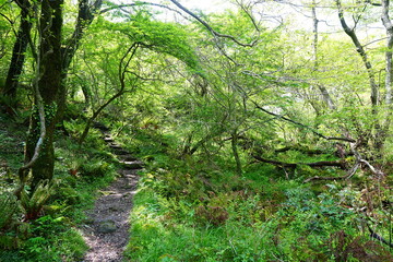 fine path in the spring sunlight
