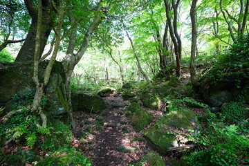 spring path through mossy rocks and old trees