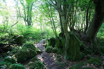 spring path through mossy rocks and old trees