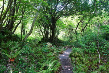 Fototapeta premium old spring forest and path