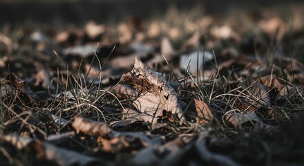 Dry fallen leaves on the ground in autumn season