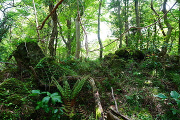 old wild forest in the gleaming sunlight