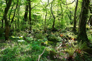 sparkling ferns in the spring sunlight