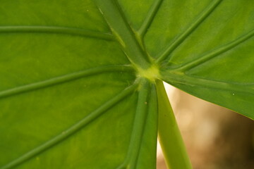 Adern eines grossen Blatts im Gegenlicht