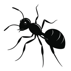 Black Ant Illustration