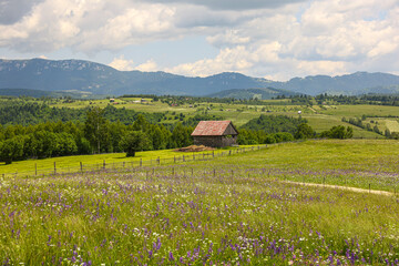 Traditional Romanian Mountain Landscapes in Summer – Colorful Wildflowers and Fresh Green...