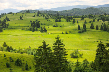Green Fields in the Romanian Mountains During Summer &ndash; Scenic Rural Landscape and Natural Beauty