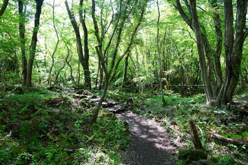 Obraz premium fine path in the spring sunlight 