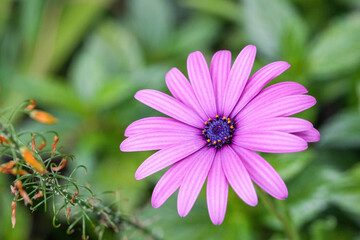 Leuchtend blaue Blume auf der Blumeninsel Madeira